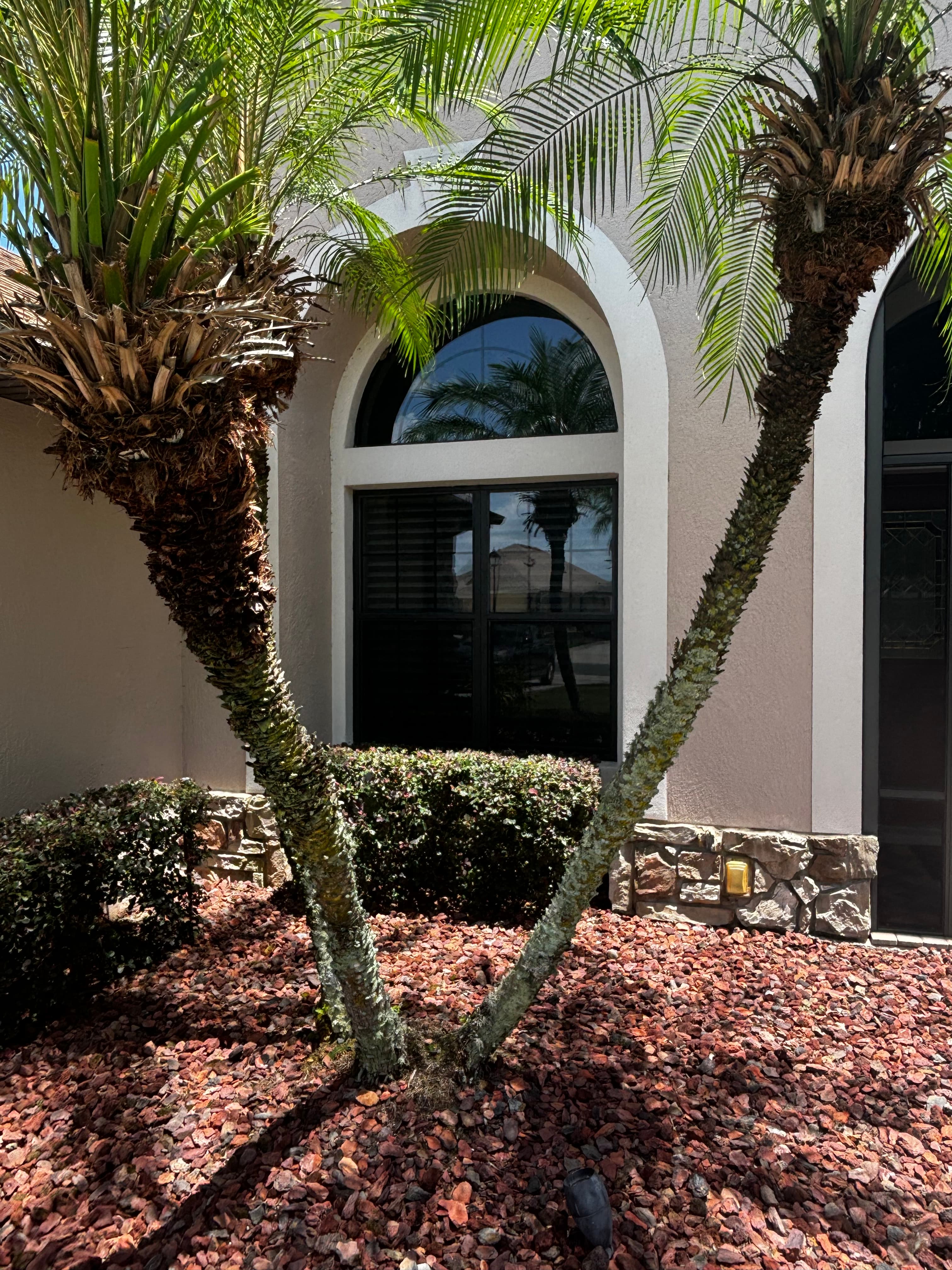 Two leaning palm trees in front of an arched window and red rock landscaping.